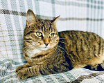 Кошки в Москве: Чудо-кошка пятнистая полосатка Плюша в добрые руки  Девочка, Бесплатно - фото 1