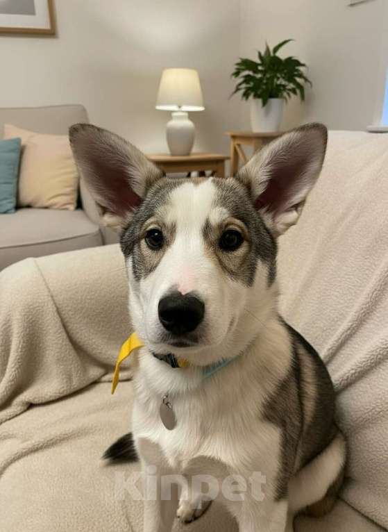 Собаки в Москве: Щенок метиса лайки ищет дом Девочка, Бесплатно - фото 1