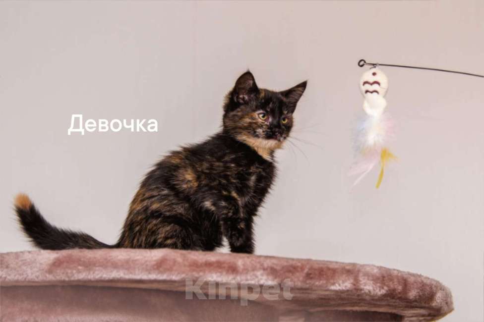 Кошки в Одинцово: много котят выбираем налетаем!  Девочка, Бесплатно - фото 6