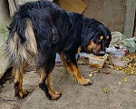 Собаки в Краснодаре: ДОБРЕЙШИЙ БЛЕКИ Мальчик, Бесплатно - фото 2
