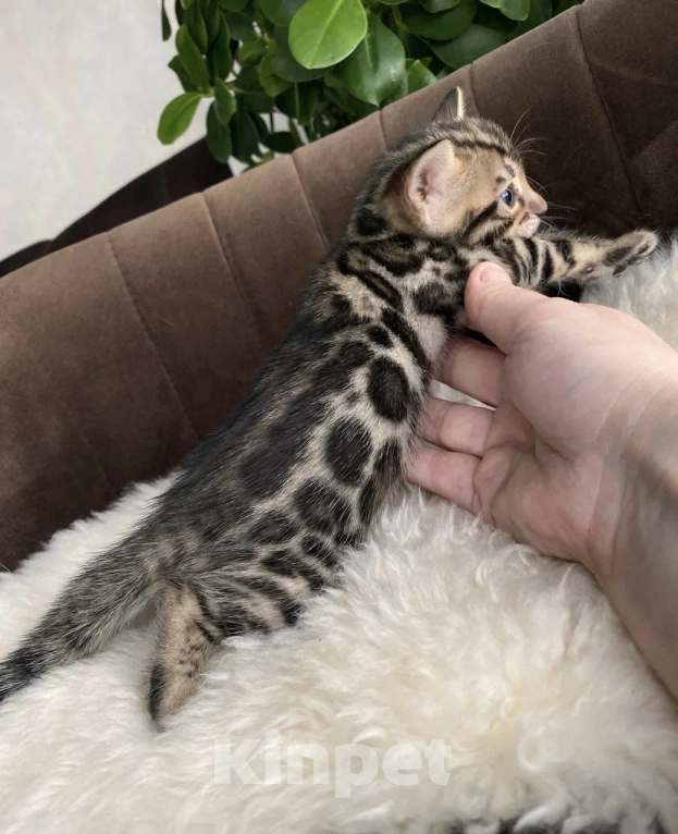 Кошки в Москве: Мальчик, розетка на золоте Мальчик, Бесплатно - фото 2