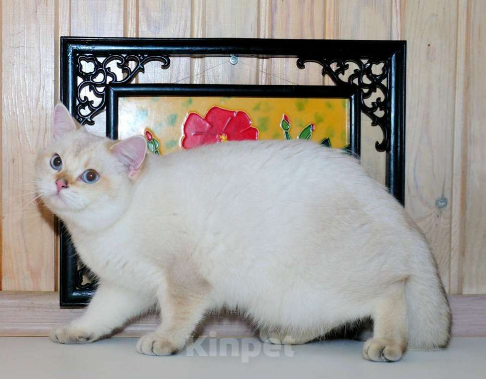 Кошки в Рыбинске: Британская короткошерстная 6 мес шиншилла поинт  Мальчик, 10 000 руб. - фото 4