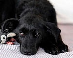 Собаки в Москве: Молли — классическая чёрная собака-метис ищет дом. Девочка, Бесплатно - фото 1