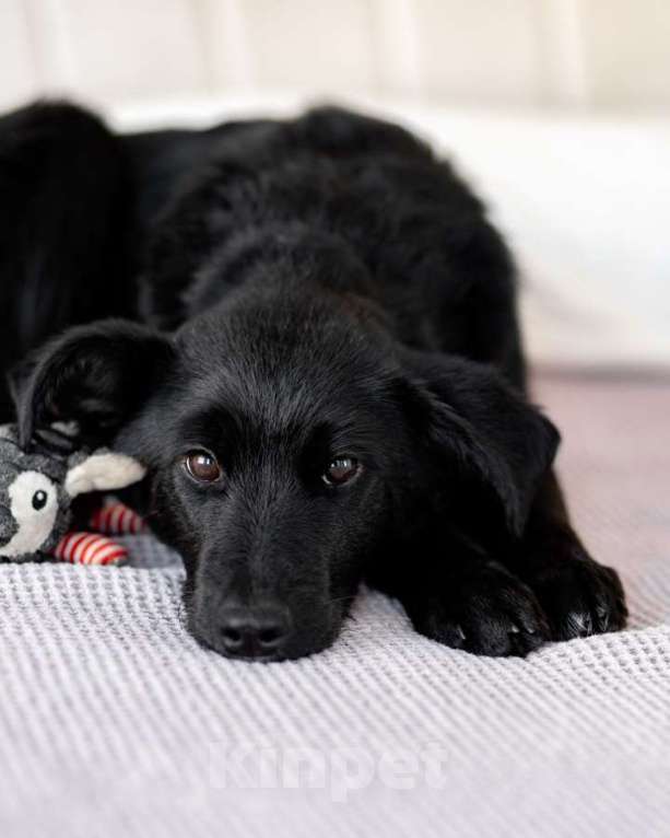 Собаки в Москве: Молли — классическая чёрная собака-метис ищет дом. Девочка, Бесплатно - фото 1