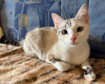 Кошки в Москве: Кошка Соня Девочка, Бесплатно - фото 1