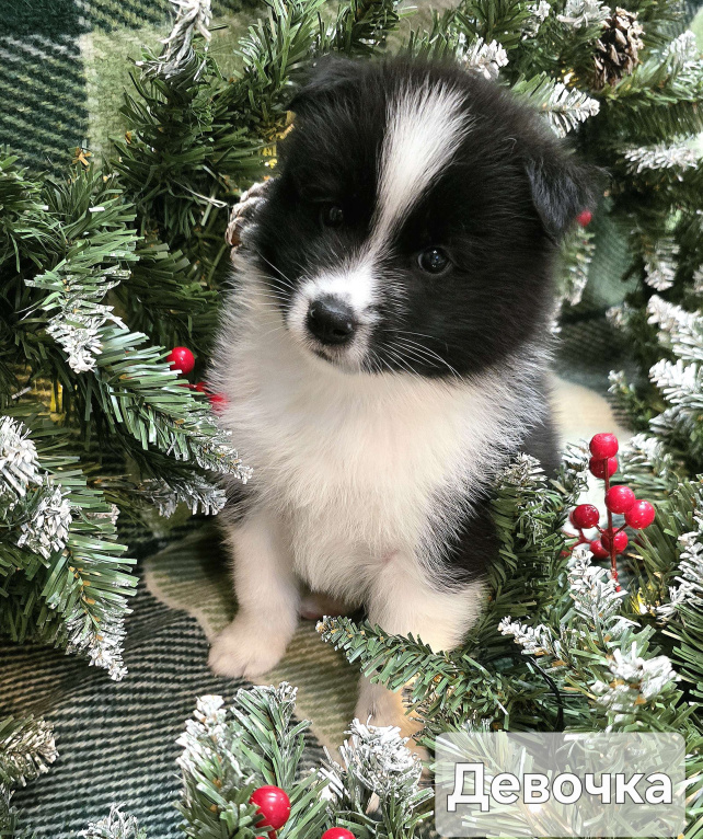 Собаки в Хабаровске: Щенки самоеда и лайки Девочка, Бесплатно - фото 2