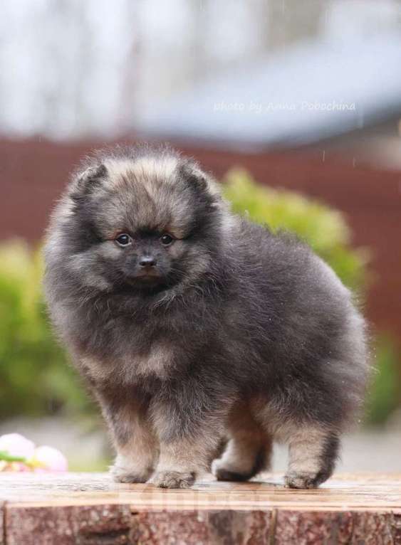 Собаки в Москве: Щенки немецкого миниатюрного  шпица Мальчик, 30 000 руб. - фото 4