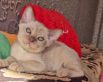 Кошки в Санкт-Петербурге: Бурманские котята Девочка, 50 000 руб. - фото 5