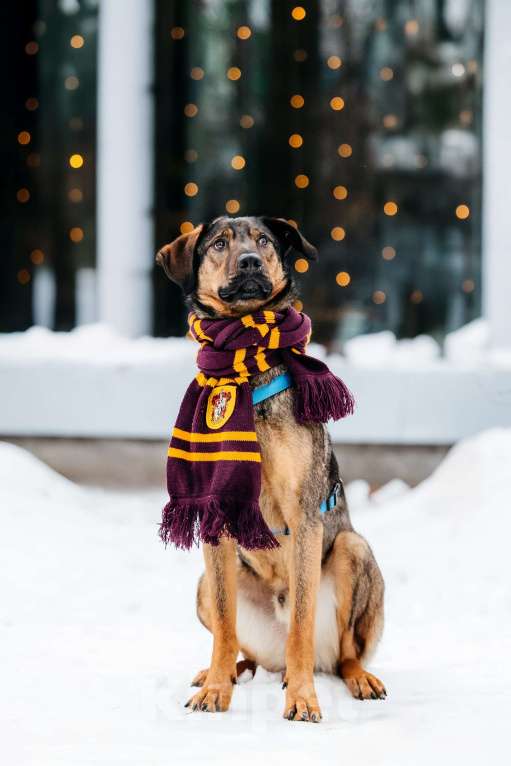 Собаки в Москве: Волшебный Ирвин ищет дом Мальчик, Бесплатно - фото 2