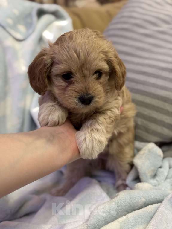 Собаки в Азове: Мальтипу Девочка, 50 000 руб. - фото 4