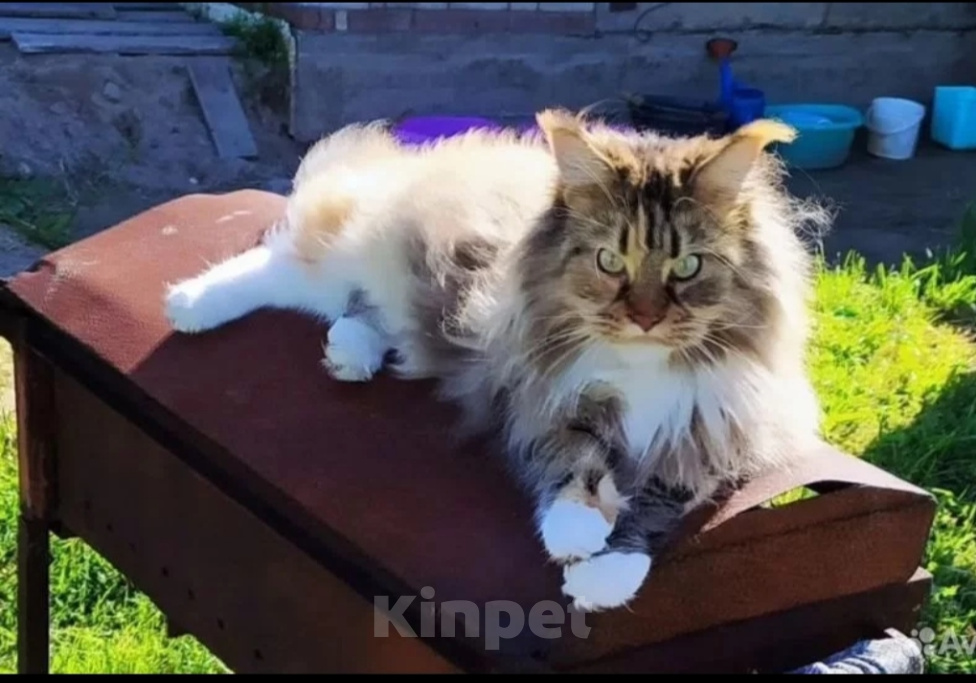 Кошки в Череповце: Котята Мейн-кун метис Мальчик, 10 000 руб. - фото 7