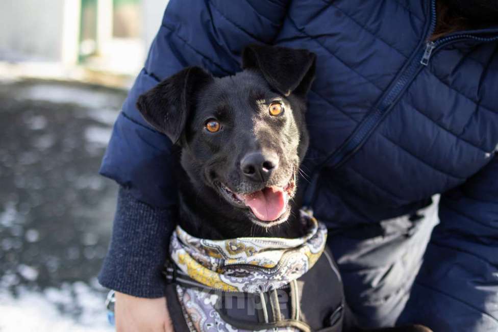 Собаки в Москве: Спасённая со стройки Альма нуждается в любящих хозяевах! Девочка, Бесплатно - фото 2