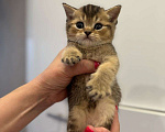 Кошки в Нижнем Новгороде: Шиншилловый шотландский чемпион Мальчик, Бесплатно - фото 2