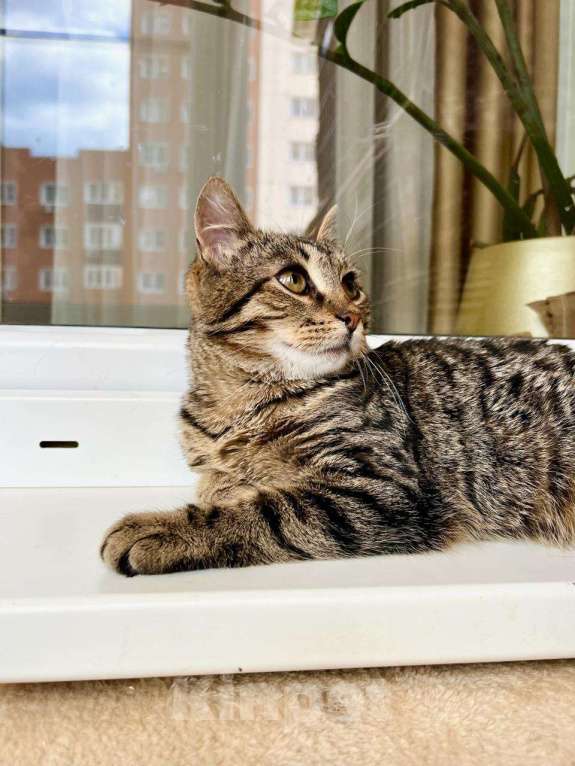 Кошки в Москве: Полосатый котик Лекс – станет другом навсегда! В добрые руки Мальчик, Бесплатно - фото 2