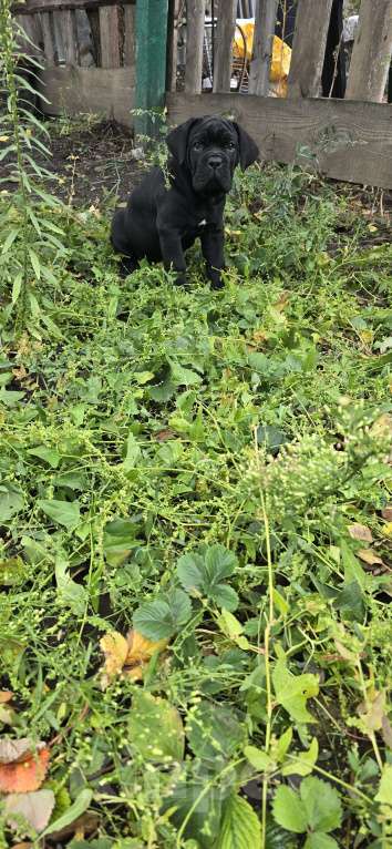 Собаки в Шахте: Мальчик Кане-Корсо  Мальчик, 40 000 руб. - фото 4