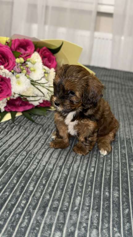 Собаки в других городах Воронежской области: Щенки мальтипу Мальчик, Бесплатно - фото 9