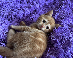 Кошки в Новороссийске: Котята шотландские прямоухие  Девочка, Бесплатно - фото 3