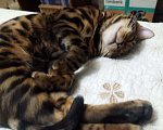 Кошки в Санкт-Петербурге: Бенгальский котенок на продажу Мальчик, 80 000 руб. - фото 4