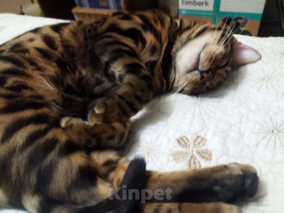 Кошки в Санкт-Петербурге: Бенгальский котенок на продажу Мальчик, 80 000 руб. - фото 4