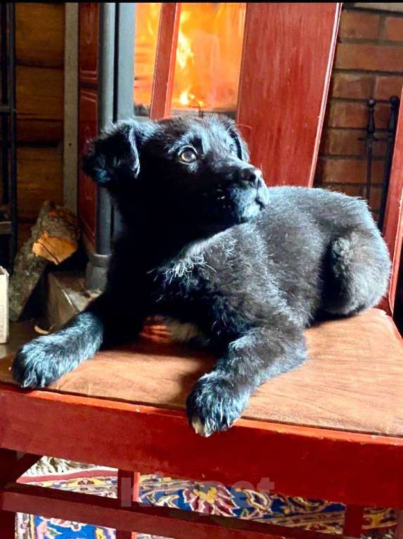 Собаки в Красногорске: Щенок Шанель 2 месяца ищет дом Девочка, Бесплатно - фото 2