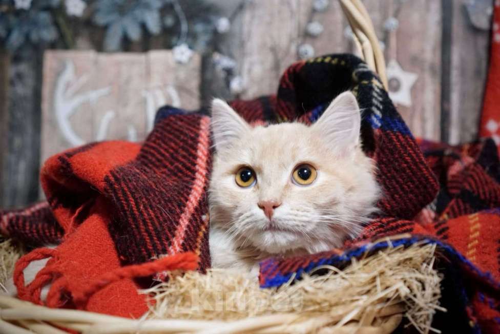 Кошки в Москве: Котёнок Митрофан в добрые руки  Мальчик, Бесплатно - фото 2