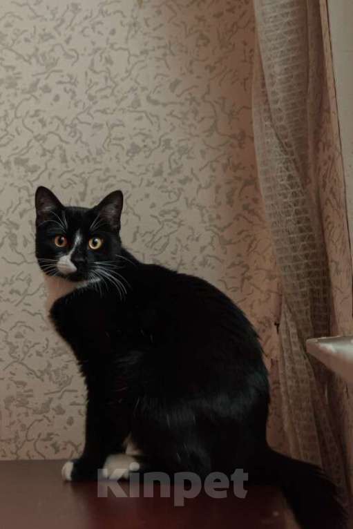 Кошки в Москве: Весёлый и беззаботный молодой кот Тоша в добрые руки Мальчик, Бесплатно - фото 4