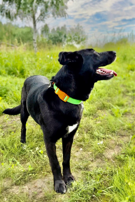 Собаки в Москве: СНЕЖА. Очень ориентирована на человека. Девочка, 1 руб. - фото 8
