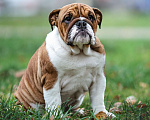 Собаки в Обнинске: Щенки английского бульдога Девочка, 80 000 руб. - фото 2