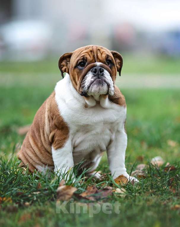 Собаки в Обнинске: Щенки английского бульдога Девочка, 80 000 руб. - фото 2