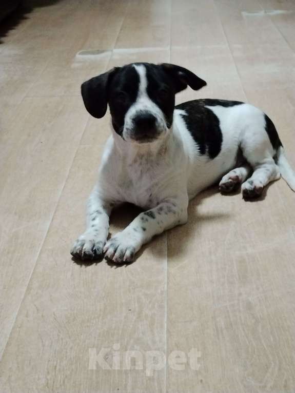 Собаки в Краснодаре: Отдам малыша в добрые руки Мальчик, 1 000 руб. - фото 2