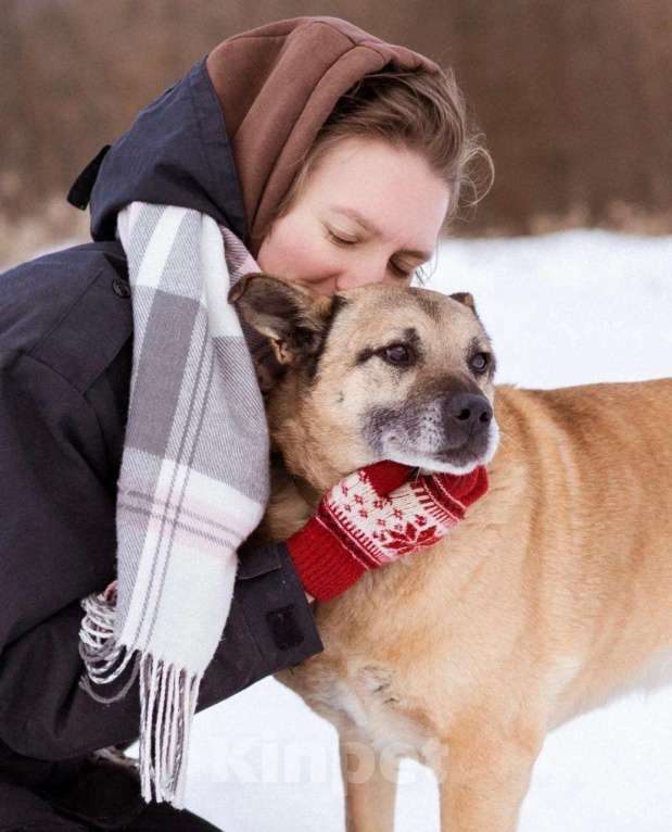 Собаки в Москве: Лепс Мальчик, Бесплатно - фото 2