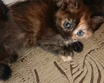 Кошки в Нижнем Тагиле: Котята бесплатно Мальчик, Бесплатно - фото 6