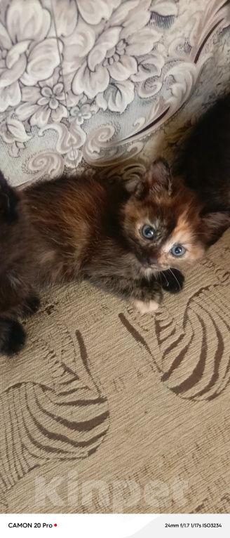 Кошки в Нижнем Тагиле: Котята бесплатно Мальчик, Бесплатно - фото 6