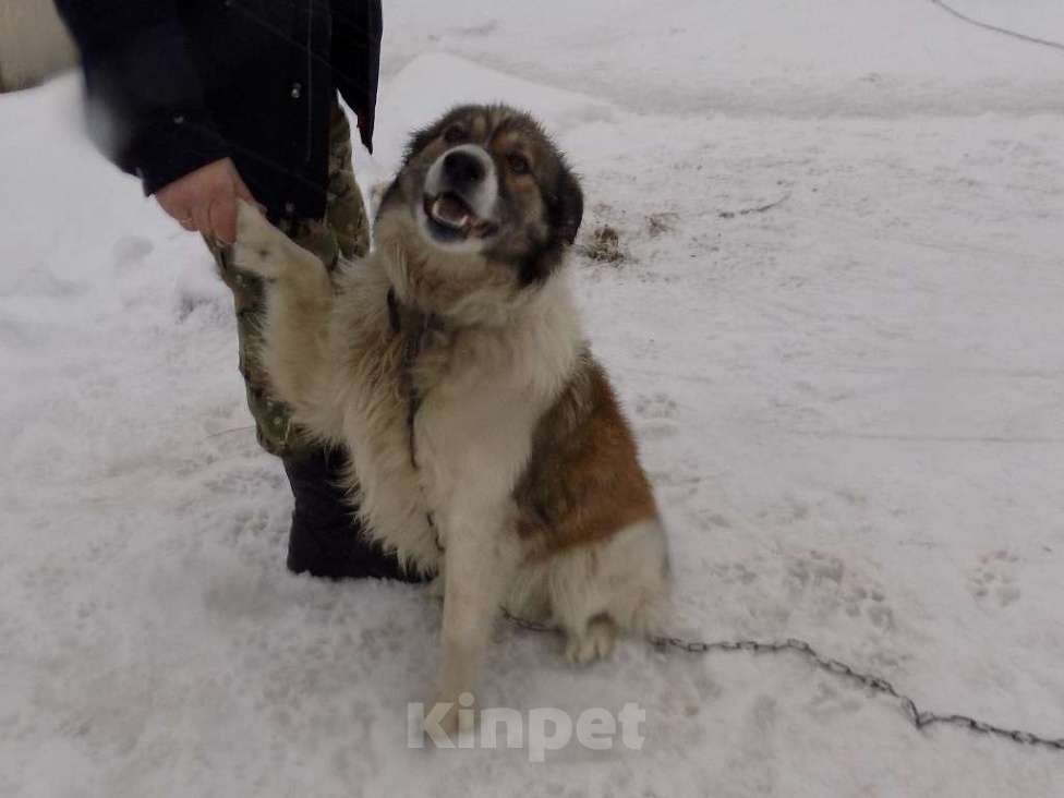 Собаки в Москве: Щенки хаски, мальчик и девочка mix Мальчик, 15 000 руб. - фото 9