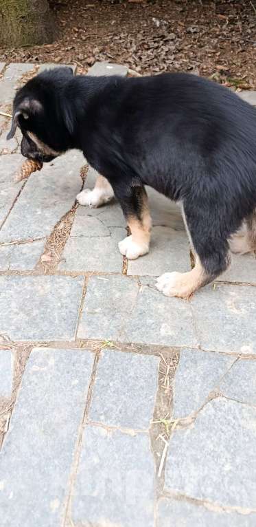 Собаки в Лобне: Отдам щенка даром Мальчик, Бесплатно - фото 4