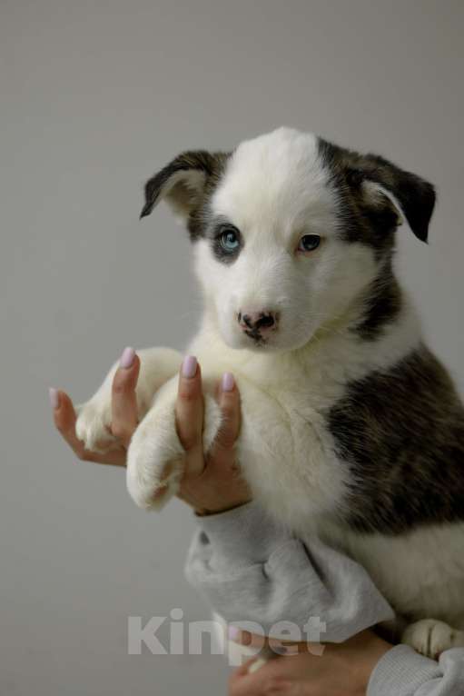 Собаки в Москве: Щенки Девочка, Бесплатно - фото 3