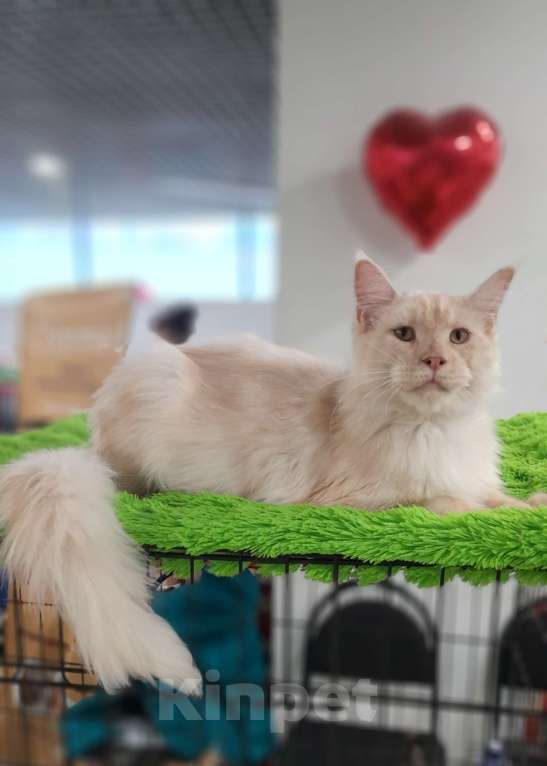 Кошки в Москве: Мейн-кун мальчик Мальчик, 90 000 руб. - фото 2