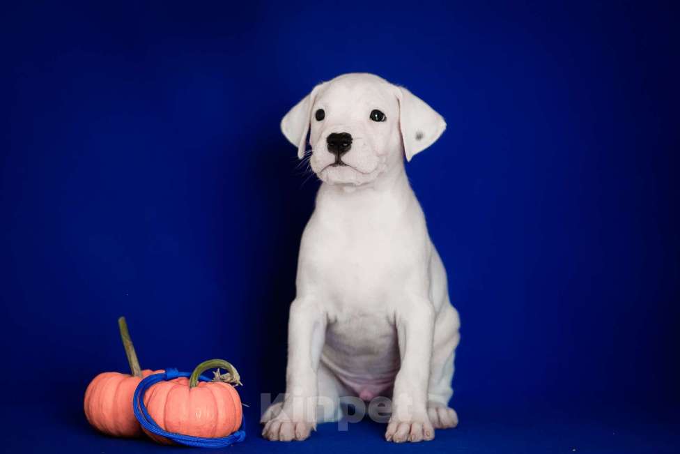 Собаки в Челябинске: Аргентинский дог щенки Мальчик, Бесплатно - фото 8