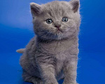 Кошки в Колпашево: Котята к Новому Году, 6 000 руб. - фото 6