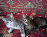 Кошки в Перми: Котята в добрые руки Мальчик, Бесплатно - фото 2