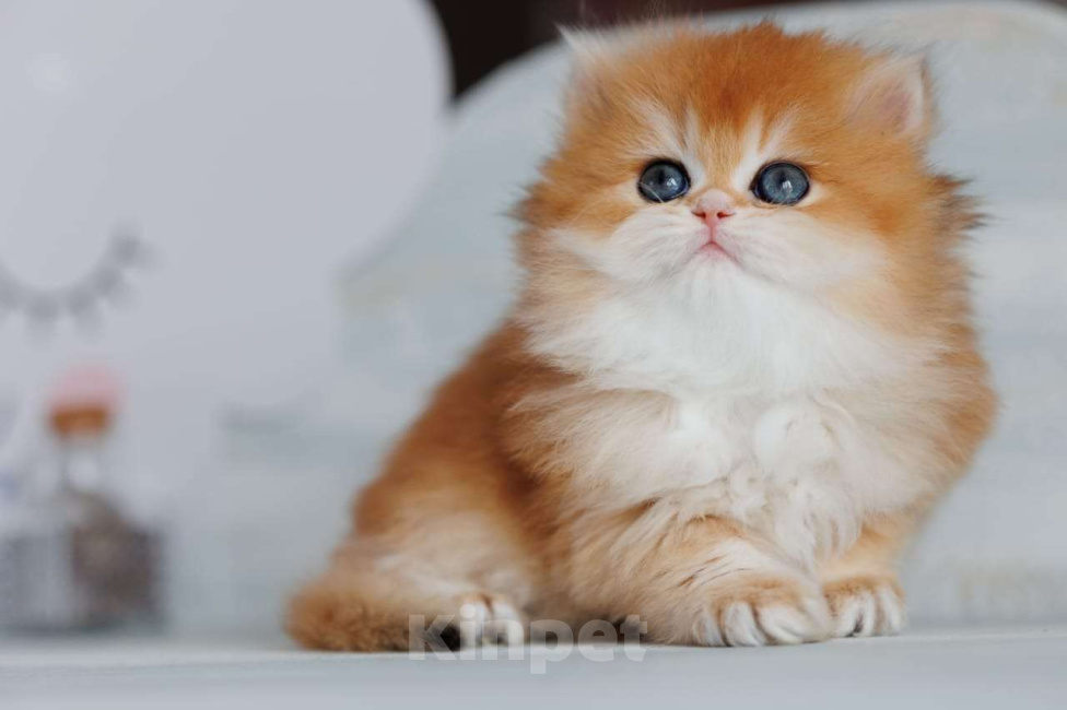 Кошки в Новосибирске: Британские золотые котята  Девочка, Бесплатно - фото 1