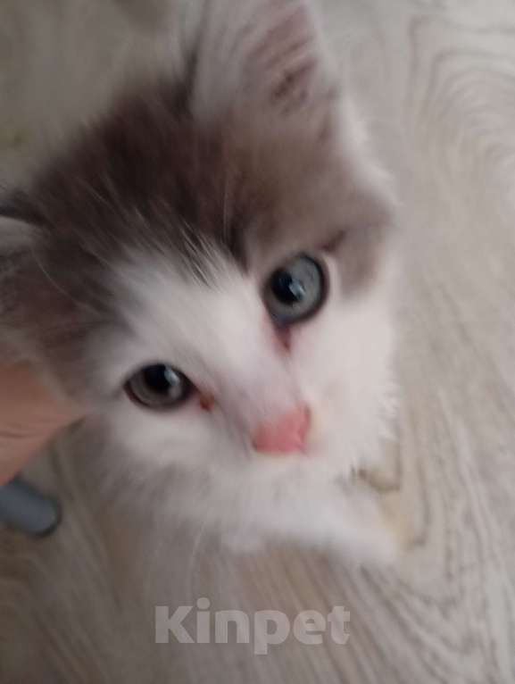 Кошки в Бердске: Котенок бесплатно в добрые руки  Девочка, Бесплатно - фото 4