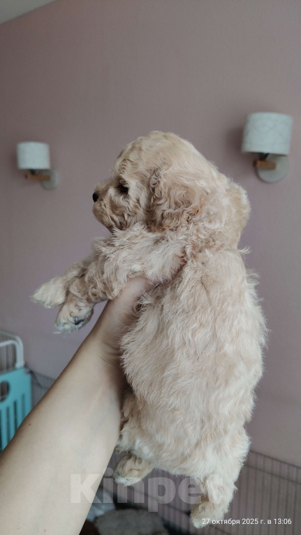 Собаки в Мытищах: Пушон (бишпу) Мальчик, 150 000 руб. - фото 6
