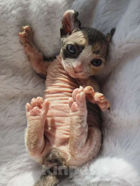 Кошки в Екатеринбурге: Девочка двэльф канадский сфинкс котенок Мальчик, 70 000 руб. - фото 4