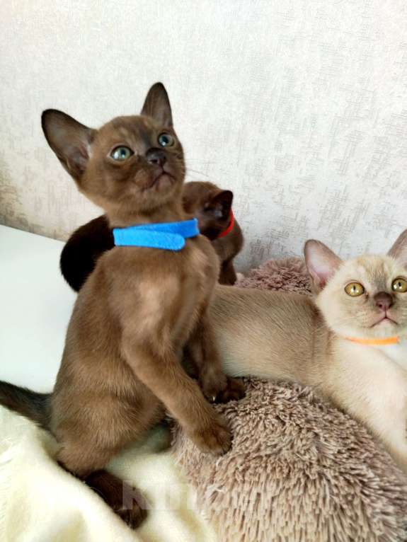 Кошки в Ковровом: Флер де лилу Венеция Девочка, 25 000 руб. - фото 7