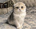Кошки в Санкт-Петербурге: Шотландский котенок золотая голубая шиншилла  Девочка, 50 000 руб. - фото 3