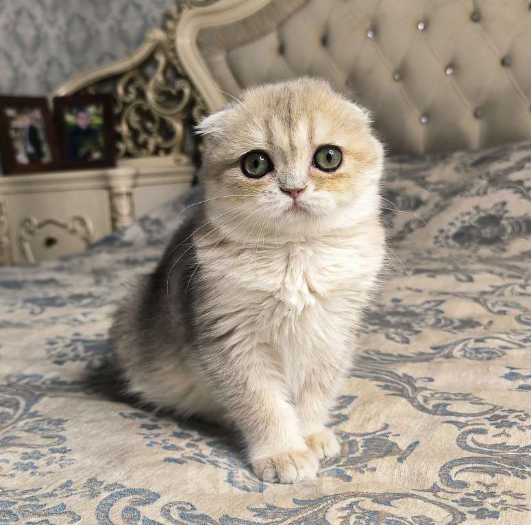 Кошки в Санкт-Петербурге: Шотландский котенок золотая голубая шиншилла  Девочка, 50 000 руб. - фото 3
