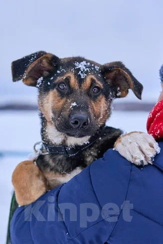 Собаки в Лобне: щенок метис овчарки бесплатно Мальчик, Бесплатно - фото 2
