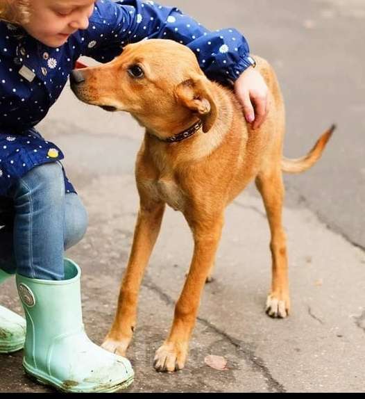 Собаки в Москве: Милый рыжий щенок Злата Девочка, Бесплатно - фото 6