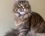 Кошки в Санкт-Петербурге: Yagoza Perfect Lynx Девочка, 25 000 руб. - фото 3